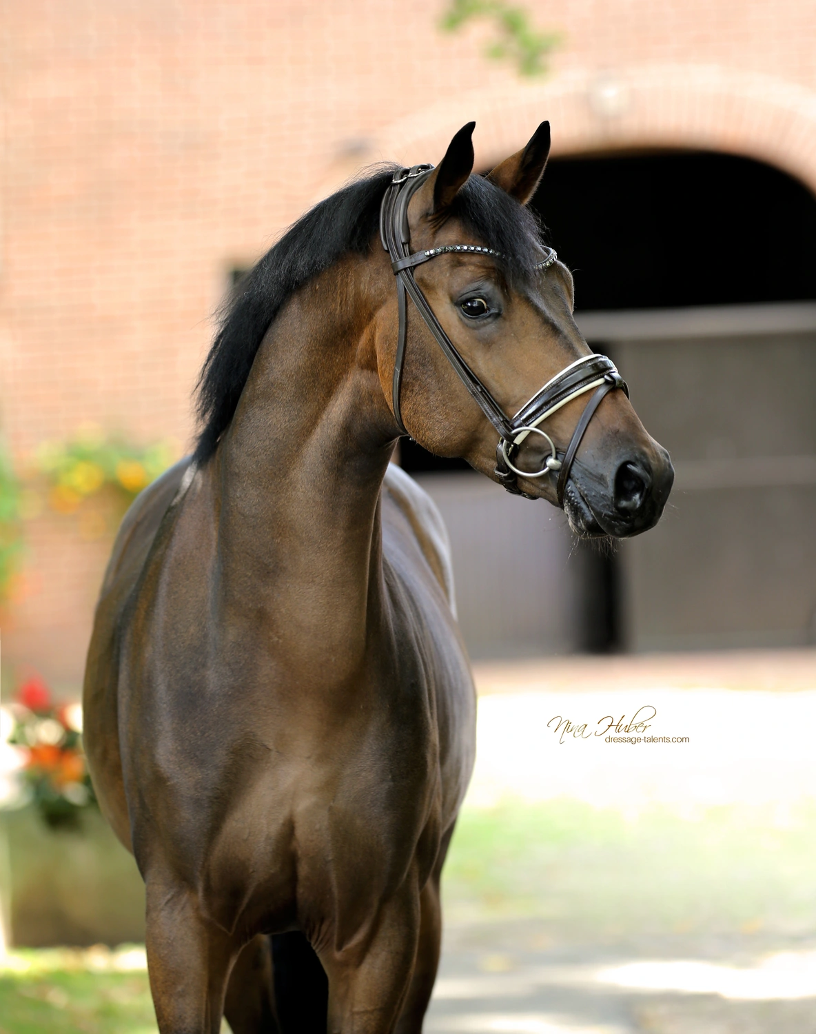 Dressage Talents - photography - horse I am Yours