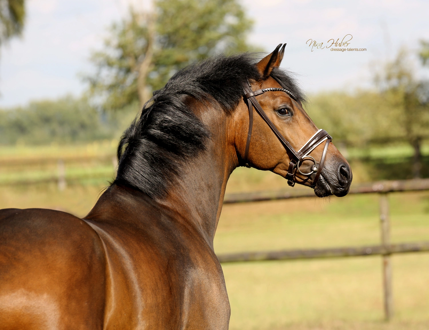Dressage Talents - photography - horse I am Yours
