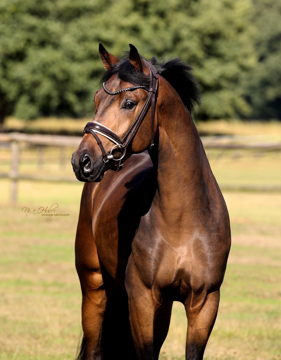 Dressage Talents - photography - horse I am Yours