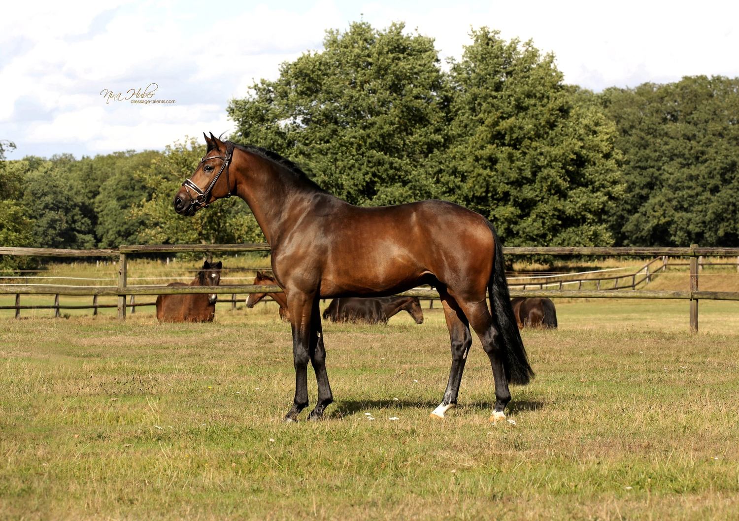 Dressage Talents - photography - horse I am Yours