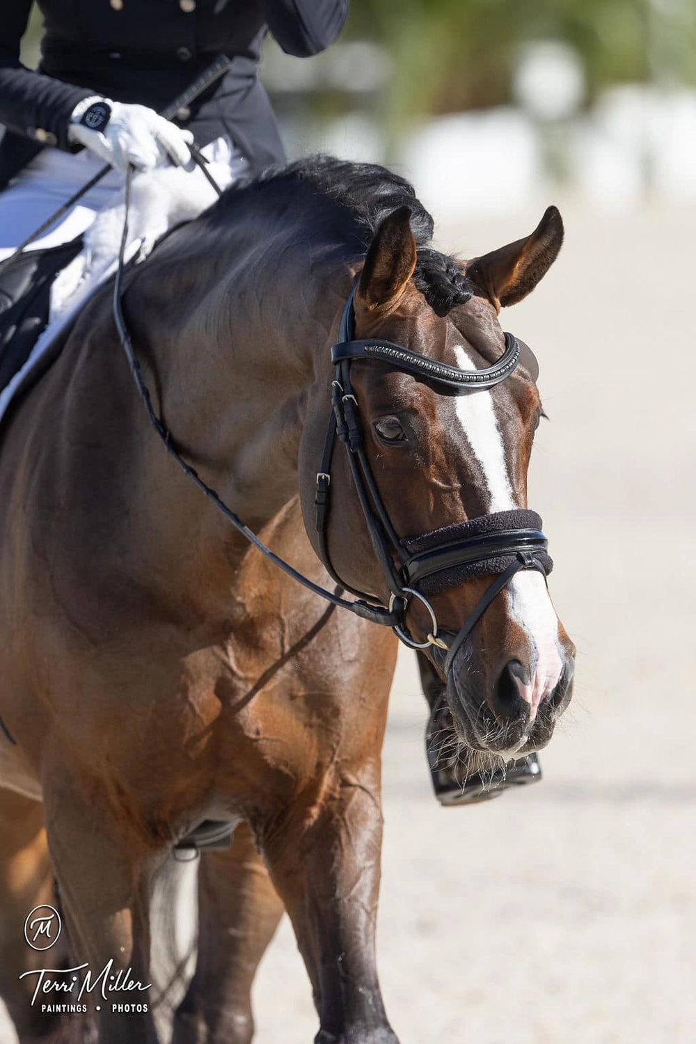 Dressage Talents - photography - horses