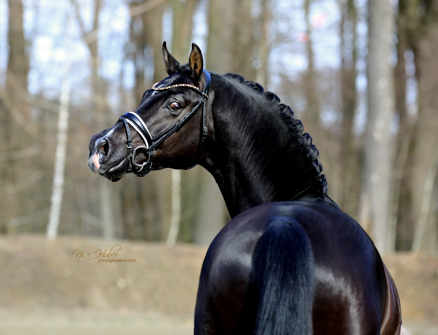 Dressurtalente - Fotografie - Pferde