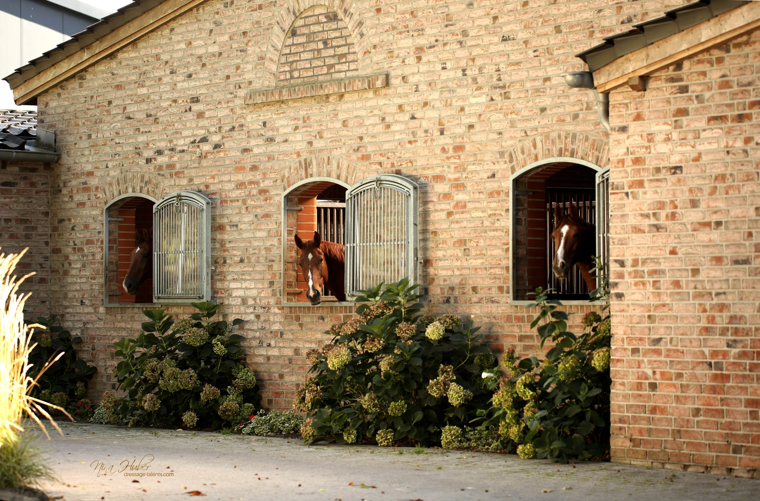 Dressage Talents - photography - horses