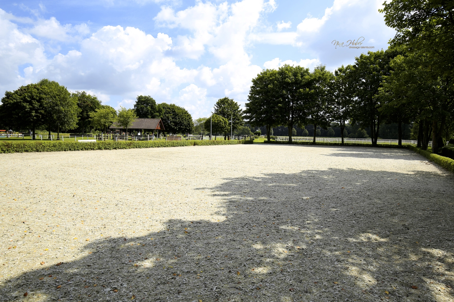 Dressage Talents - photography - horses