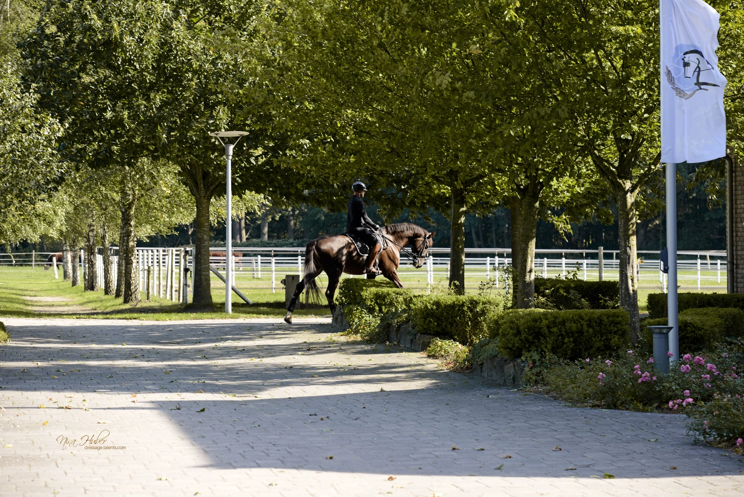 Dressage Talents - photography - horses