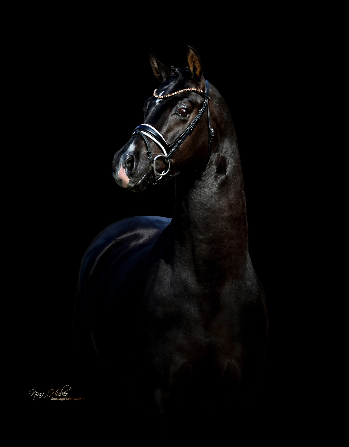 Dressage Talents - photography - horses