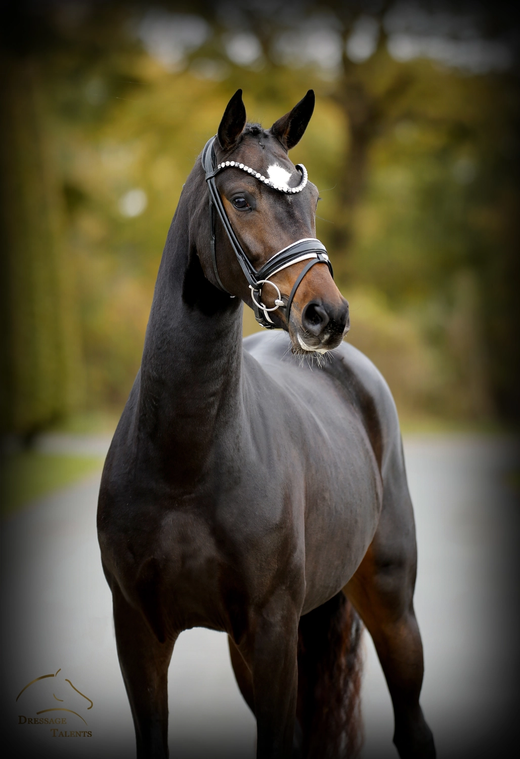Dressage Talents – Fotografie – Pferde shezaan