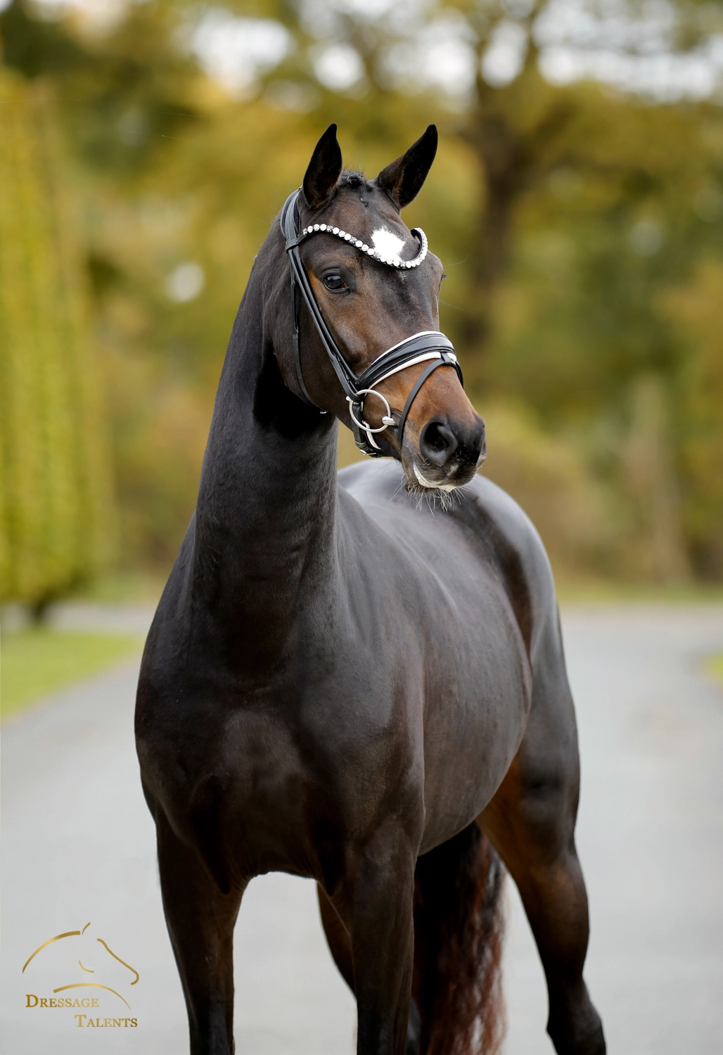 Dressurtalente - Fotografie - Pferd Vive Belle