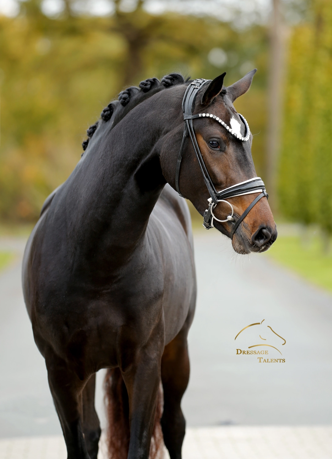 Dressurtalente - Fotografie - Pferd Vive Belle