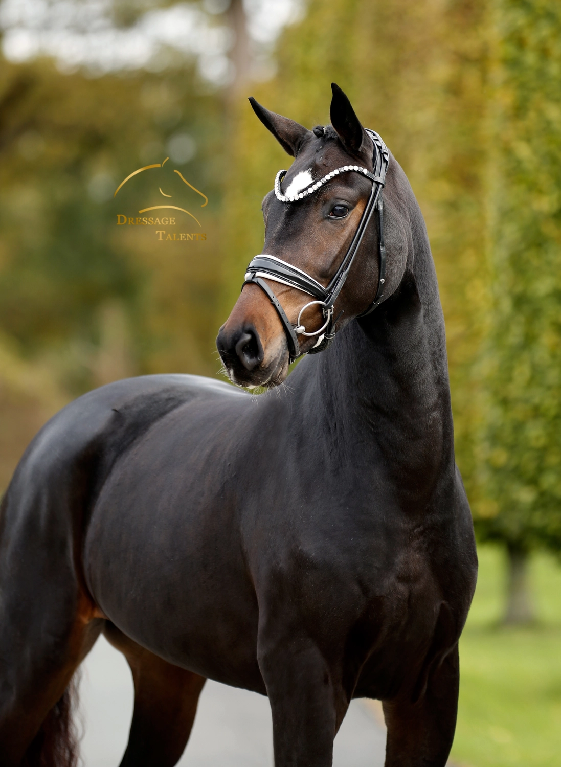 Dressurtalente - Fotografie - Pferd Vive Belle