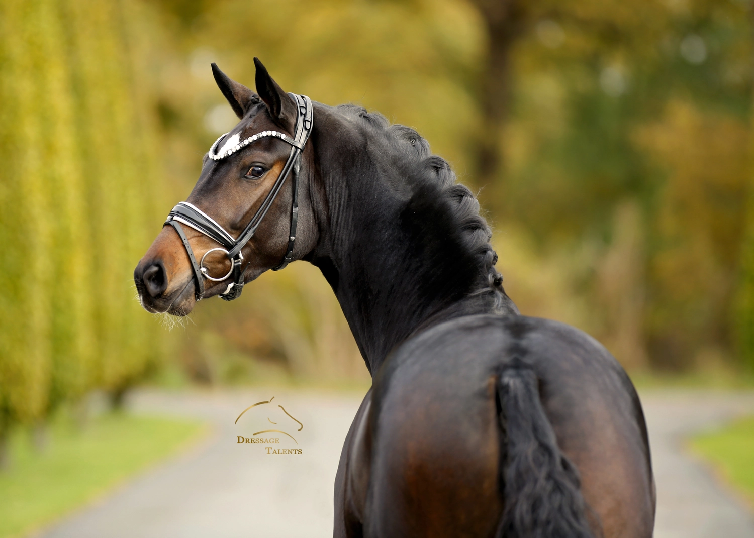 Dressurtalente - Fotografie - Pferd Vive Belle