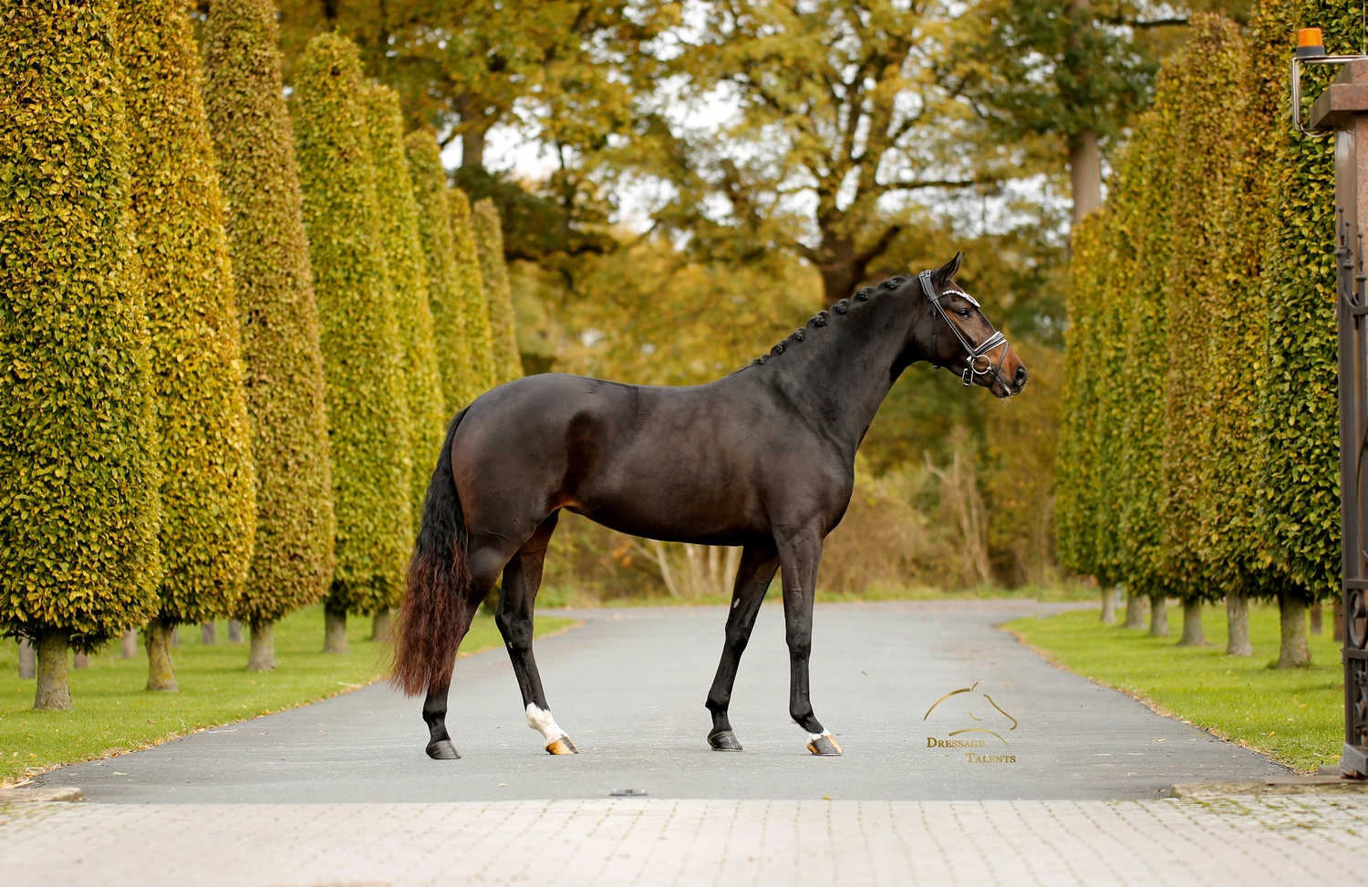 Dressurtalente - Fotografie - Pferd Vive Belle