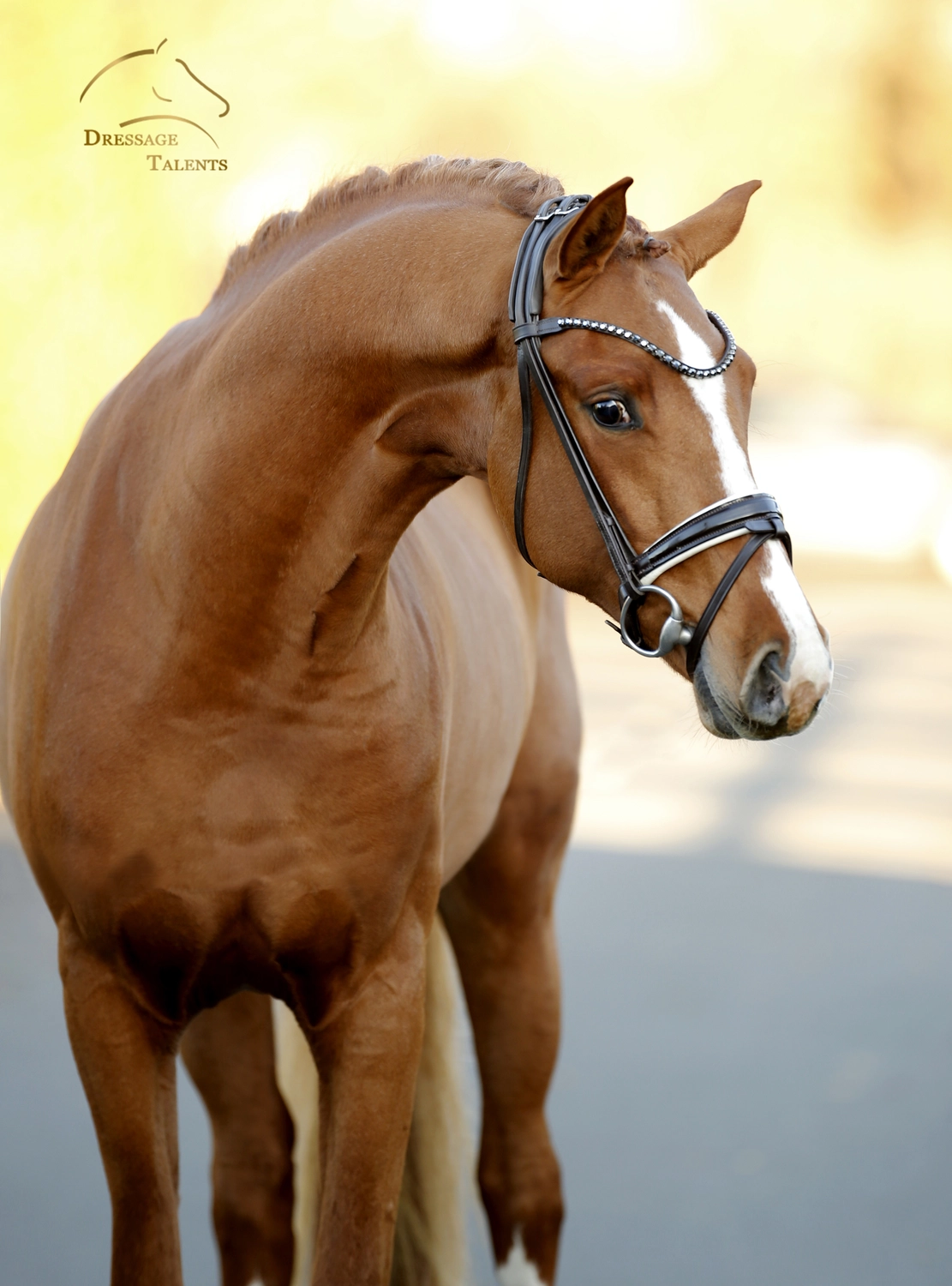 Dressurtalente - Fotografie - Pferd Vive Belle