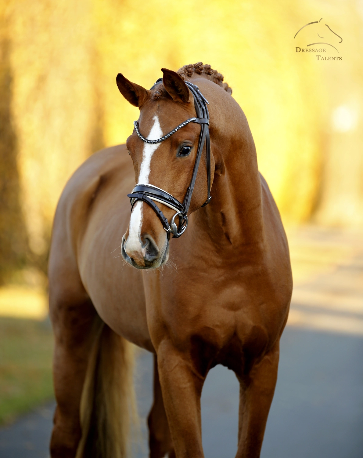Dressurtalente - Fotografie - Pferd Vive Belle