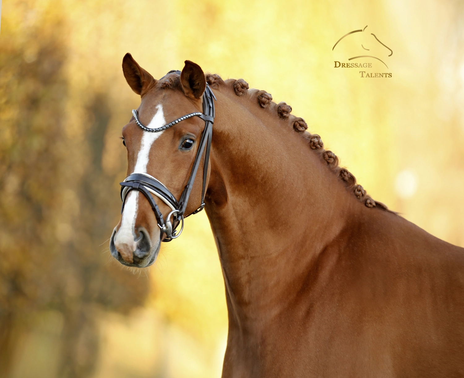 Dressurtalente - Fotografie - Pferd Vive Belle