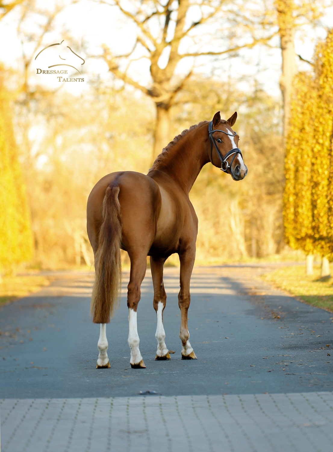 Dressurtalente - Fotografie - Pferd Vive Belle