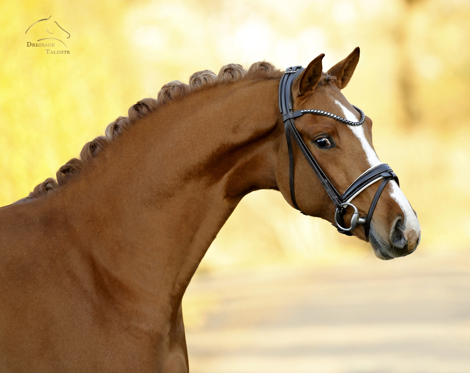 Dressurtalente - Fotografie - Pferd Vive Belle