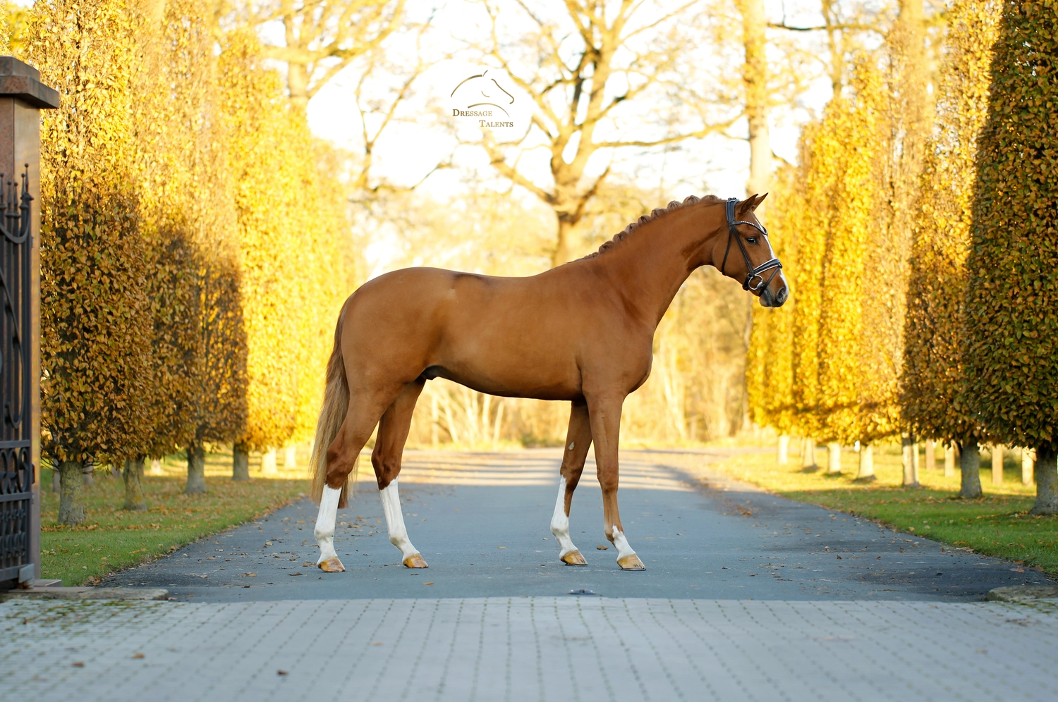 Dressurtalente - Fotografie - Pferd Vive Belle