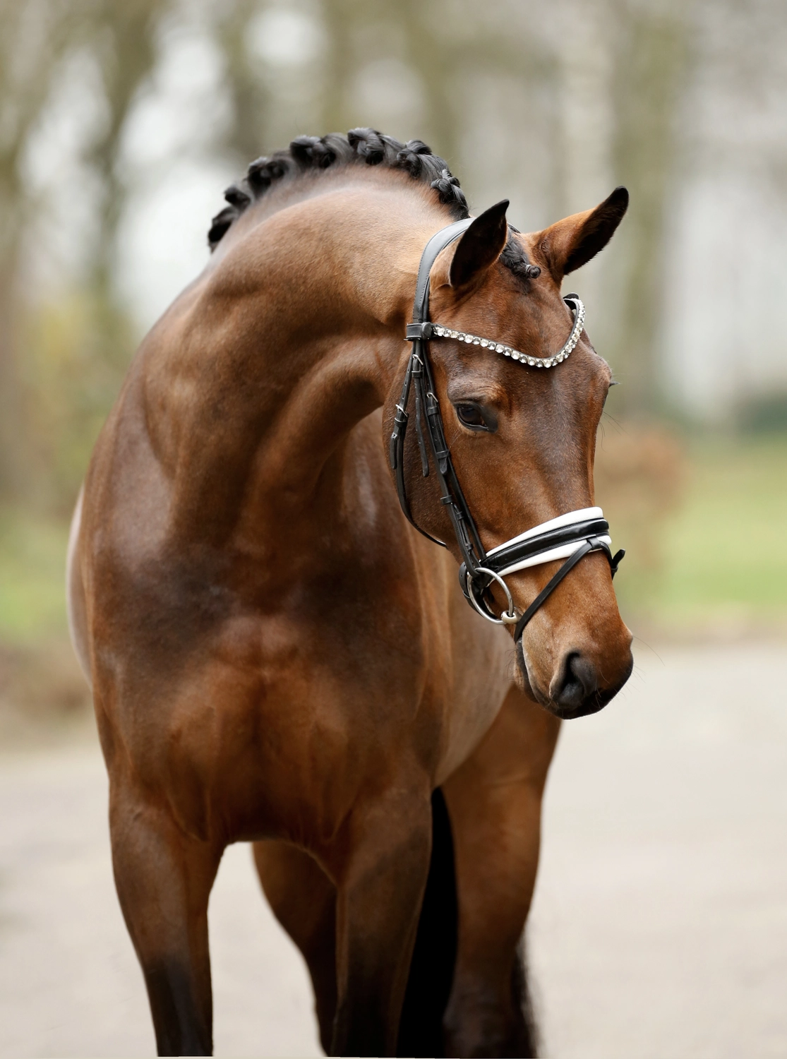 Dressurtalente - Fotografie - Pferd Vive Belle