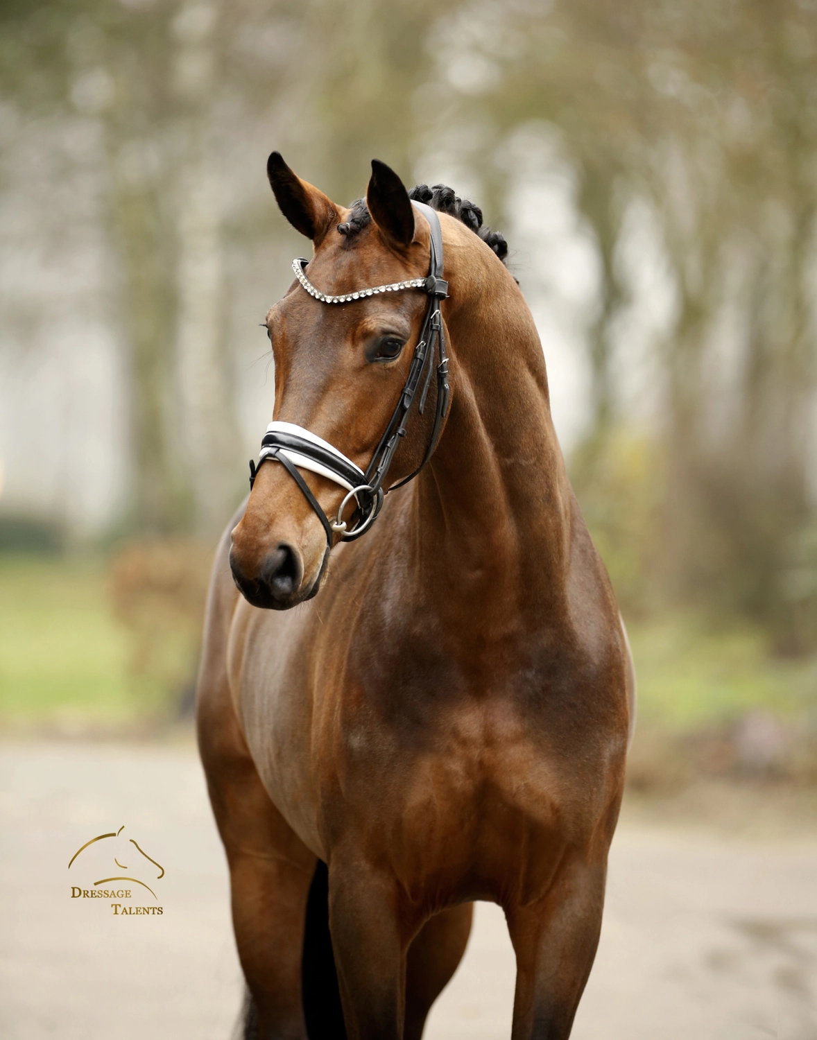 Dressurtalente - Fotografie - Pferd Vive Belle