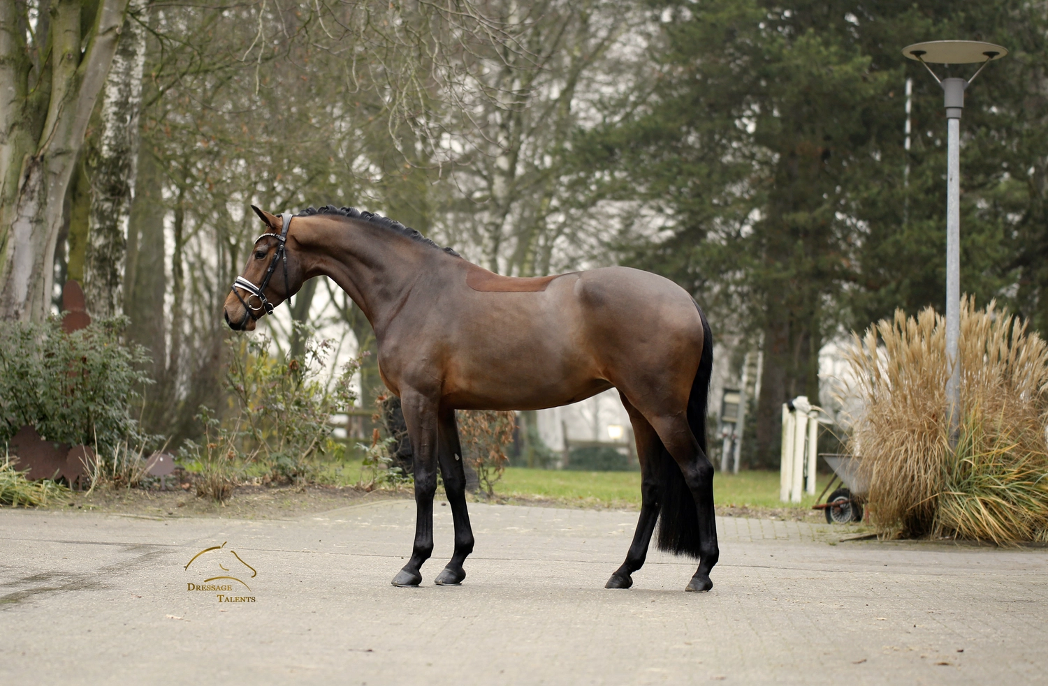 Dressurtalente - Fotografie - Pferd Vive Belle