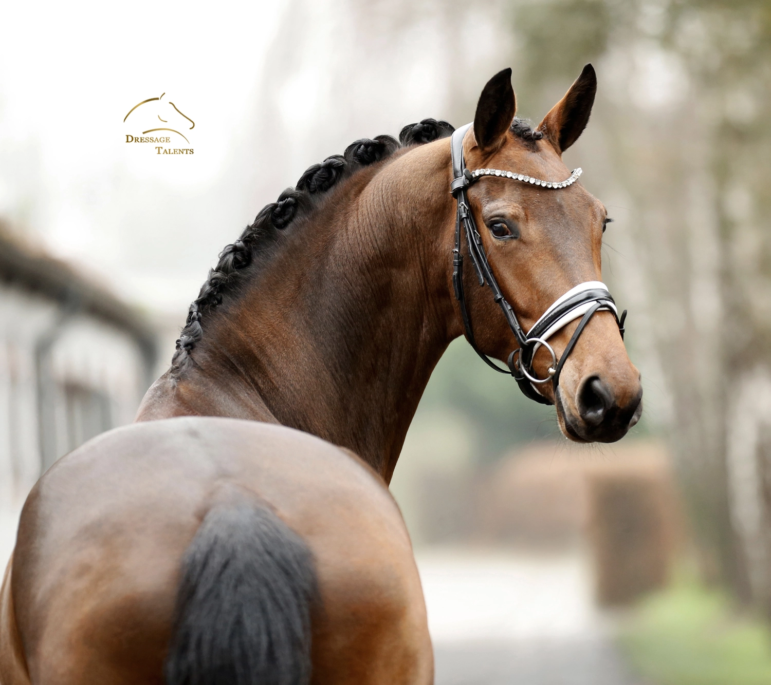 Dressurtalente - Fotografie - Pferd Vive Belle