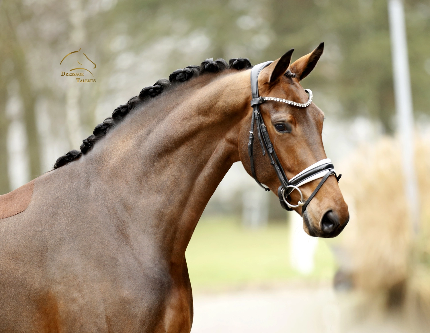 Dressurtalente - Fotografie - Pferd Vive Belle