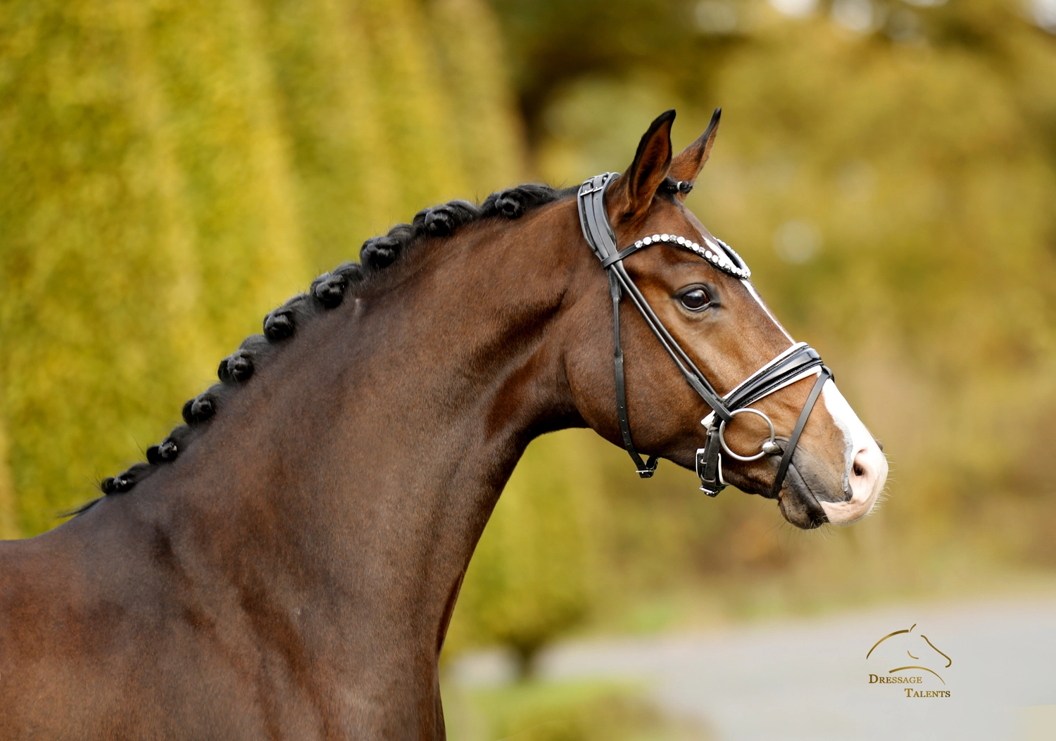 Dressurtalente - Fotografie - Pferd Vive Belle
