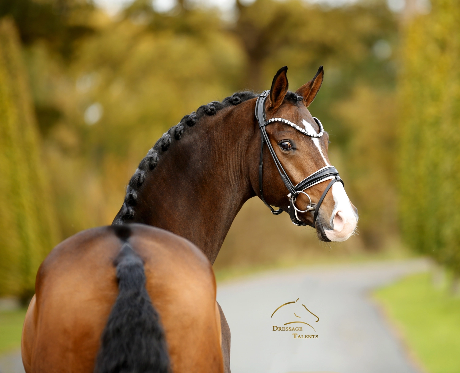 Dressurtalente - Fotografie - Pferd Vive Belle