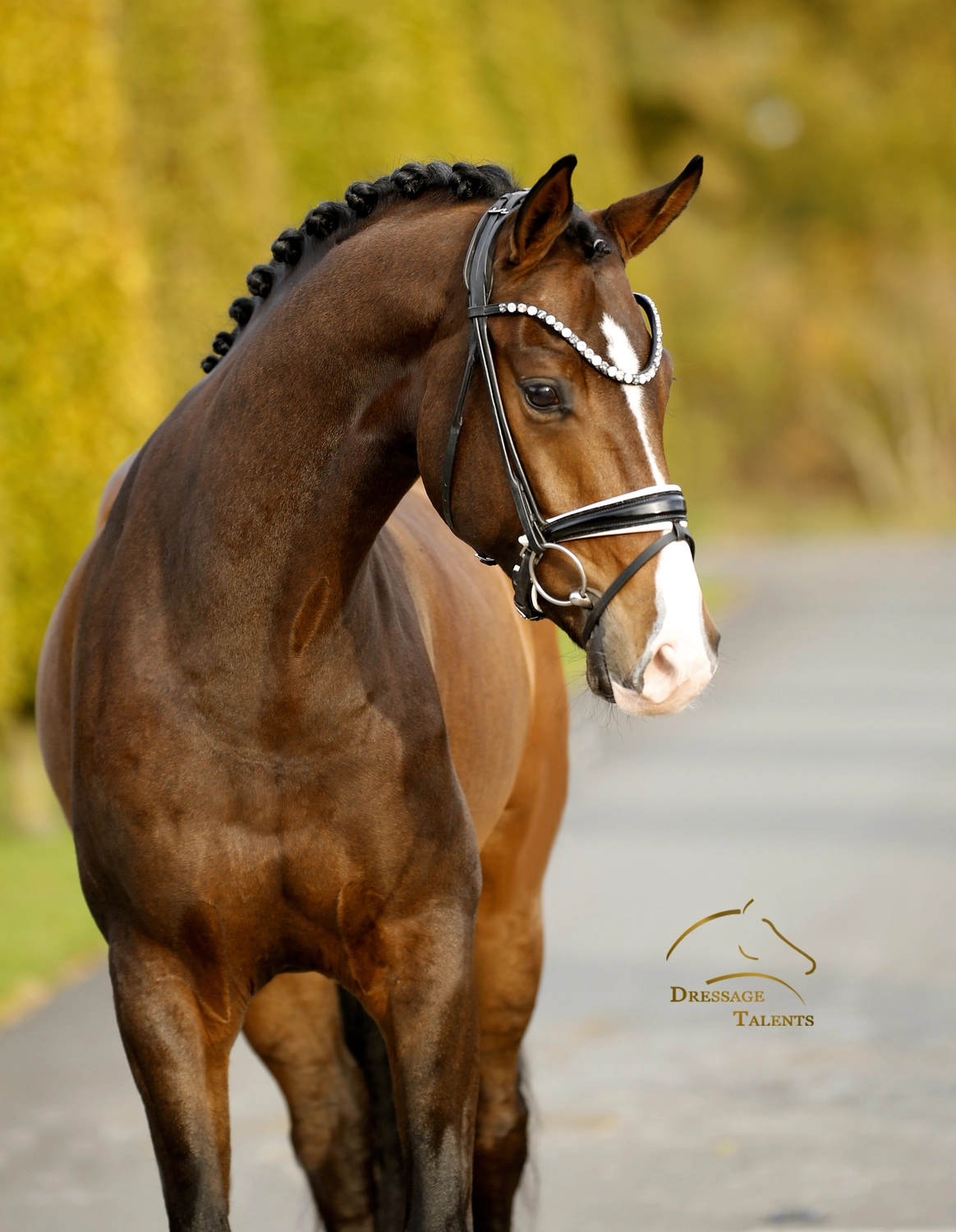 Dressurtalente - Fotografie - Pferd Vive Belle