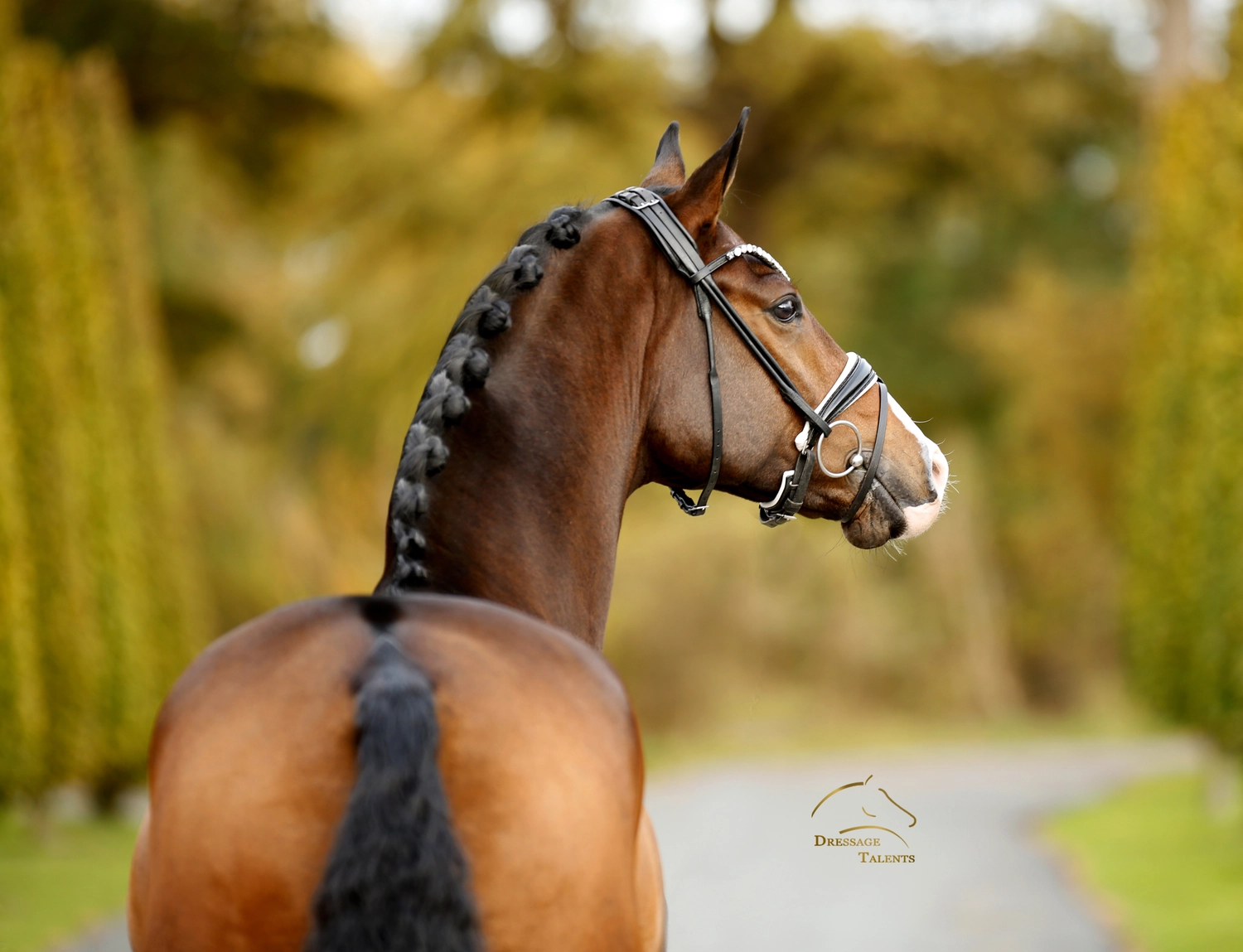 Dressurtalente - Fotografie - Pferd Vive Belle