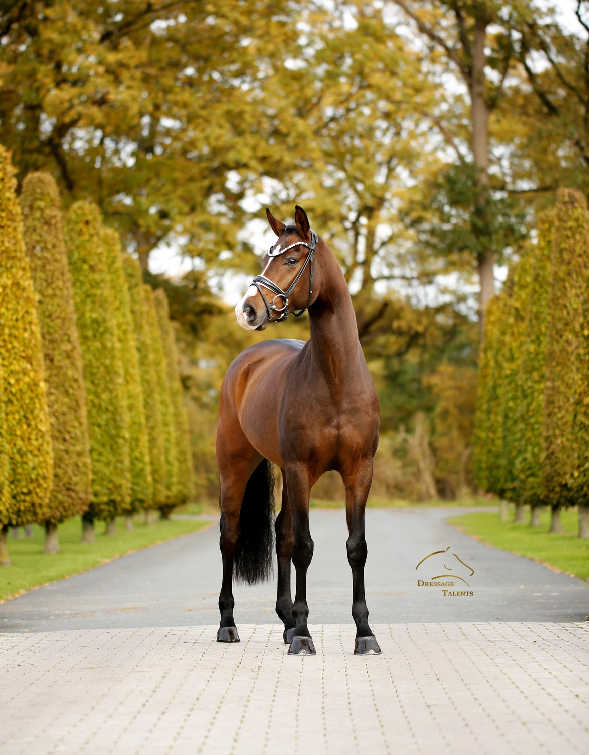 Dressurtalente - Fotografie - Pferd Vive Belle