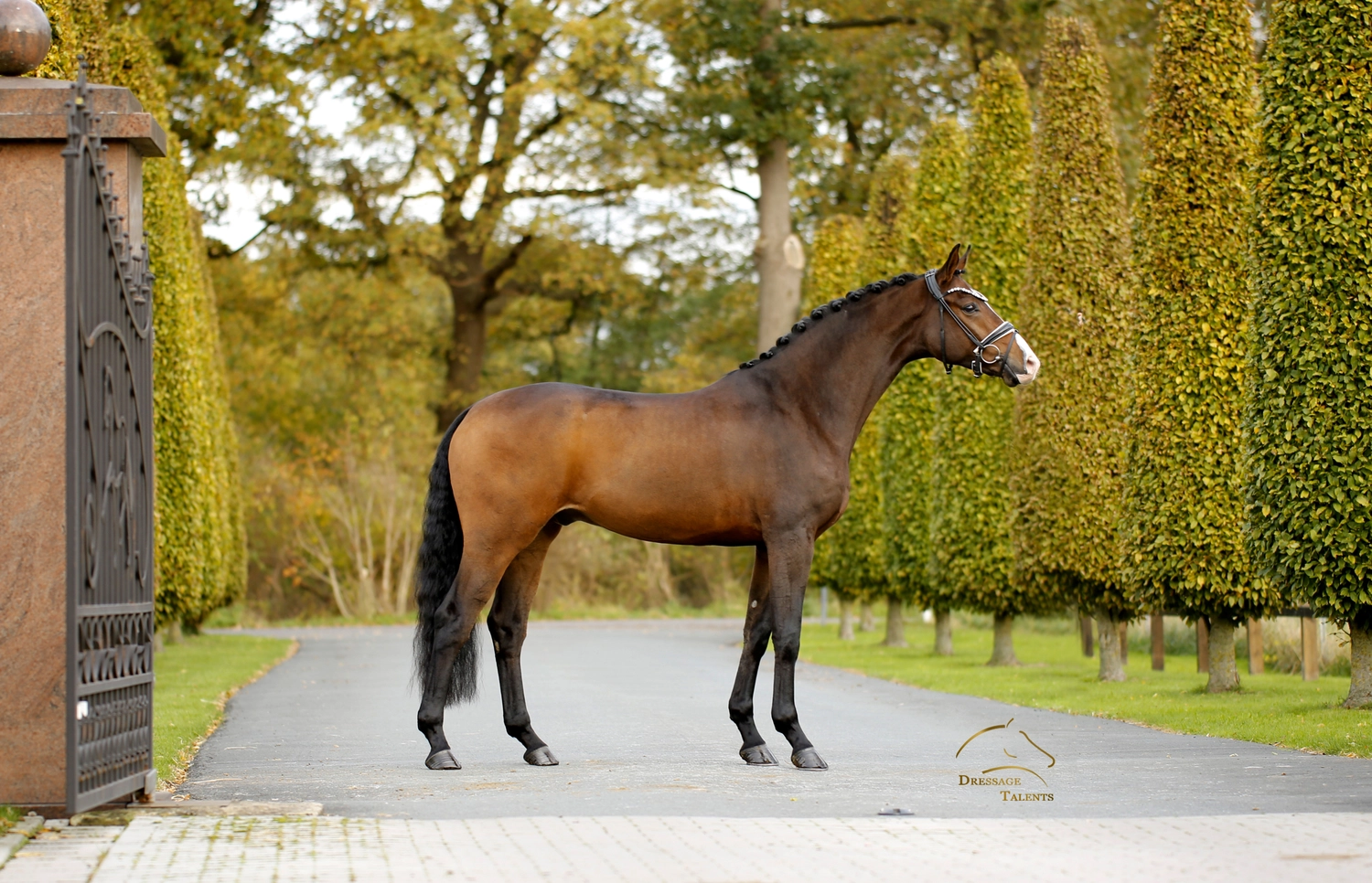 Dressurtalente - Fotografie - Pferd Vive Belle