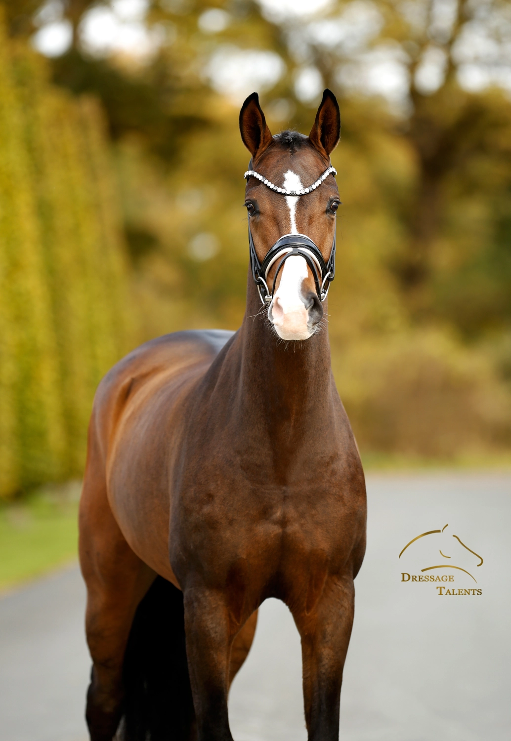 Dressurtalente - Fotografie - Pferd Vive Belle