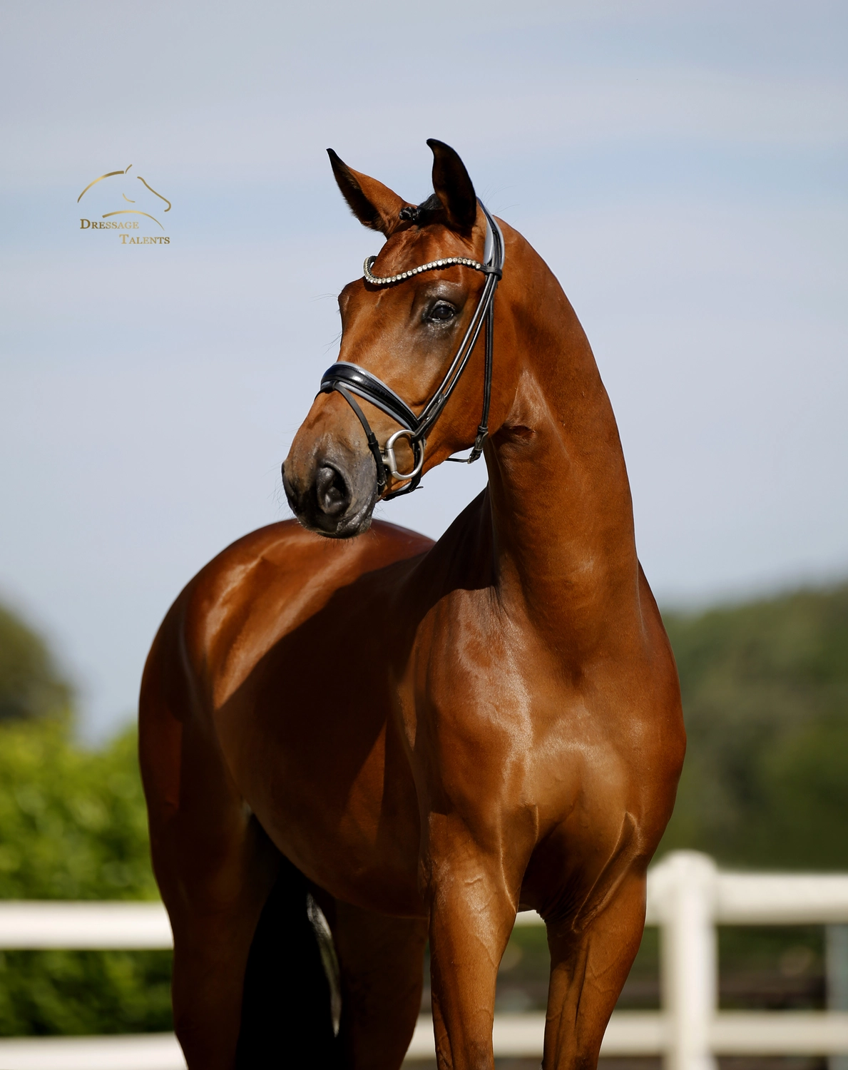 Dressage Talents – Fotografie – Pferde shezaan