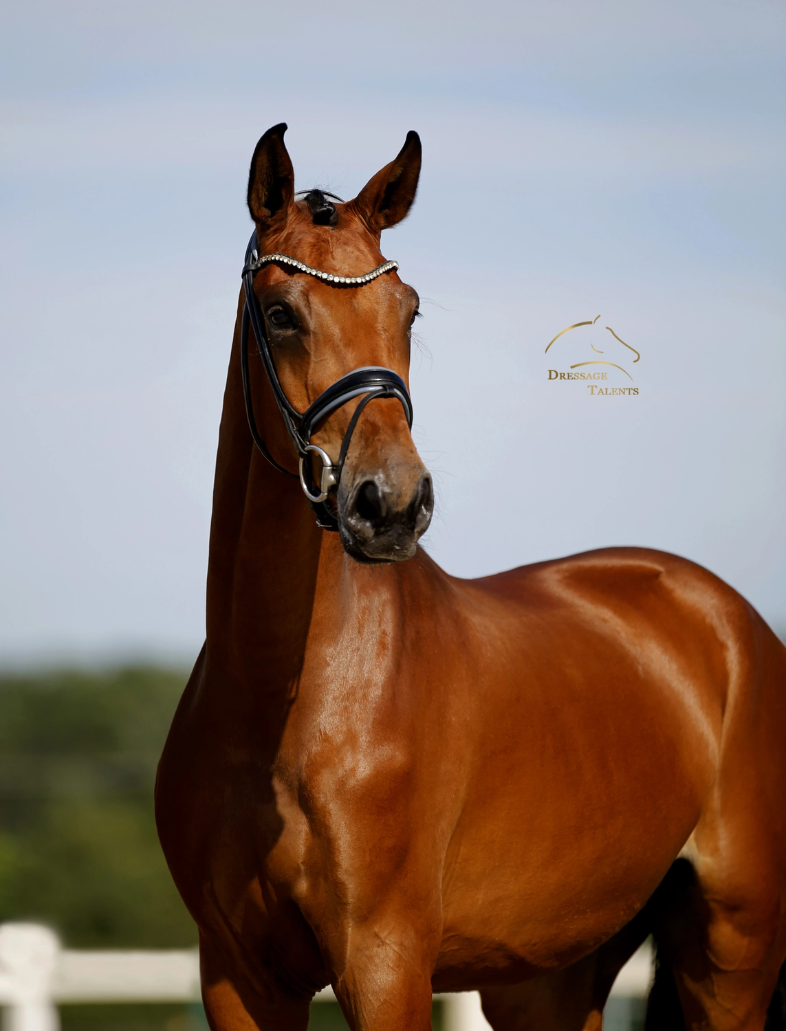Dressurtalente - Fotografie - Pferd Vive Belle