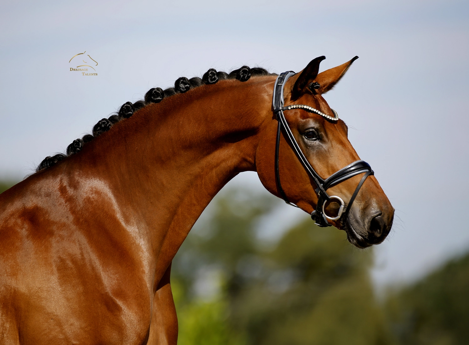 Dressurtalente - Fotografie - Pferd Vive Belle