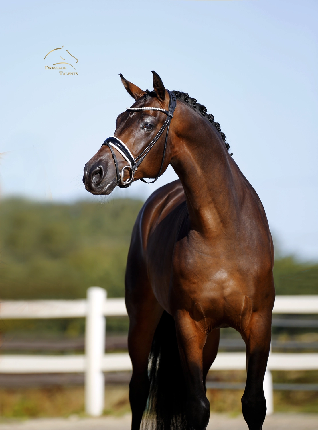 Dressage Talents – Fotografie – Pferde shezaan