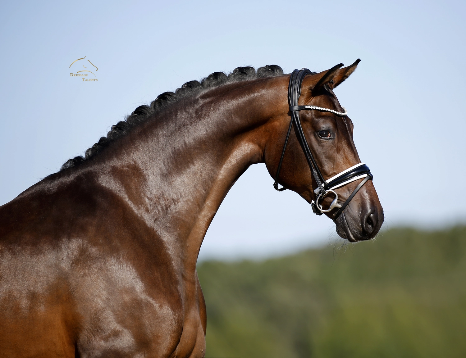 Dressurtalente - Fotografie - Pferd Vive Belle