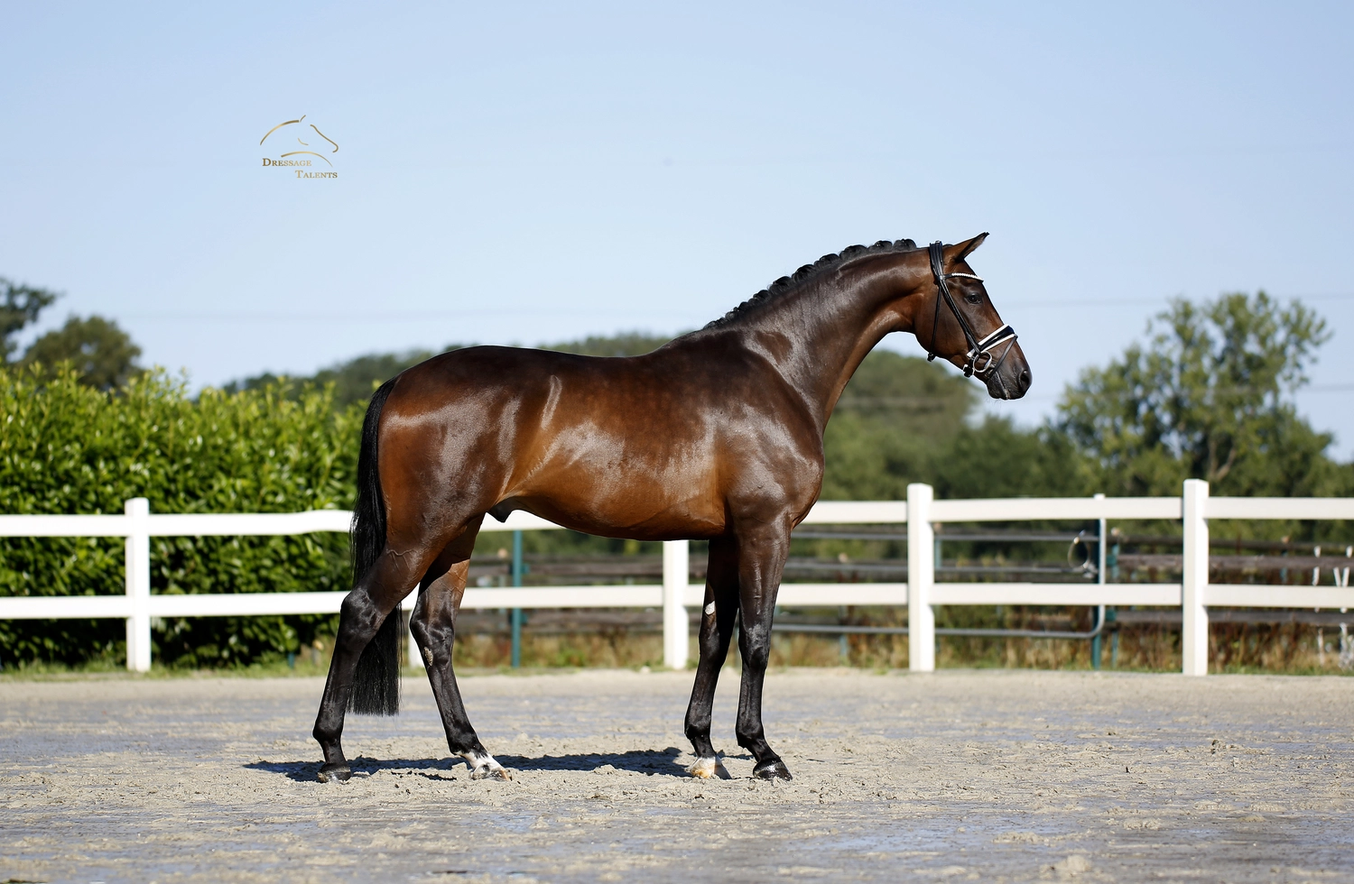 Dressurtalente - Fotografie - Pferd Vive Belle