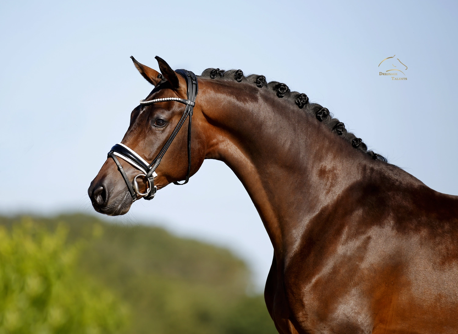 Dressurtalente - Fotografie - Pferd Vive Belle