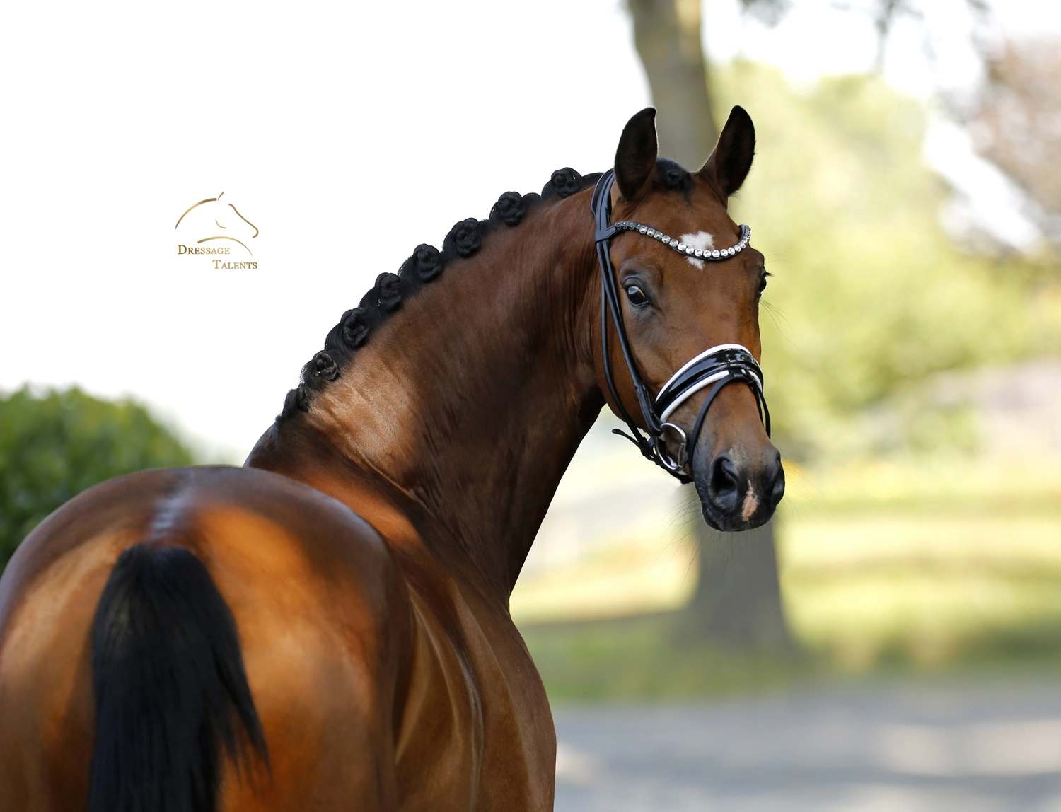 Dressurtalente - Fotografie - Pferd Vive Belle