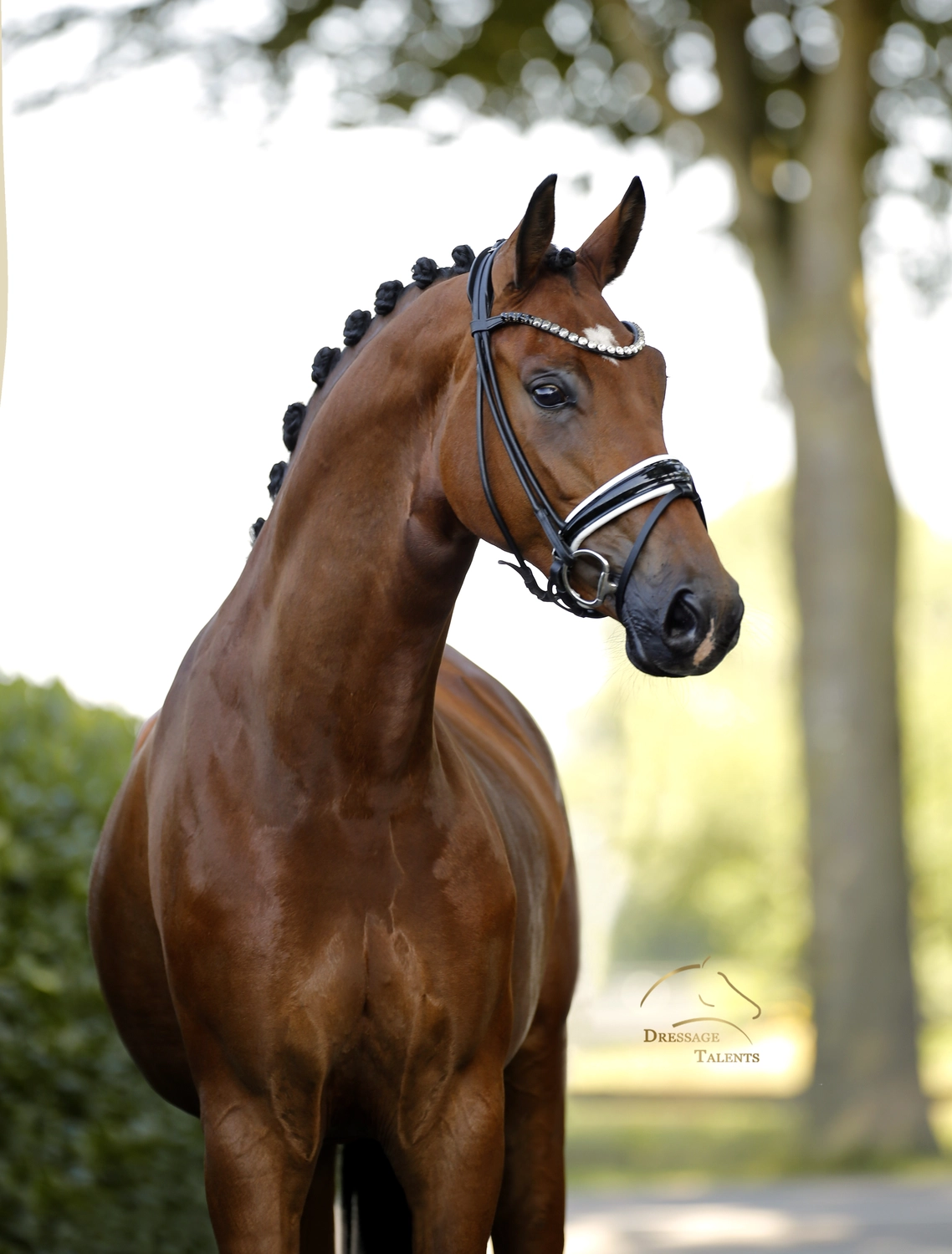 Dressage Talents – Fotografie – Pferde shezaan