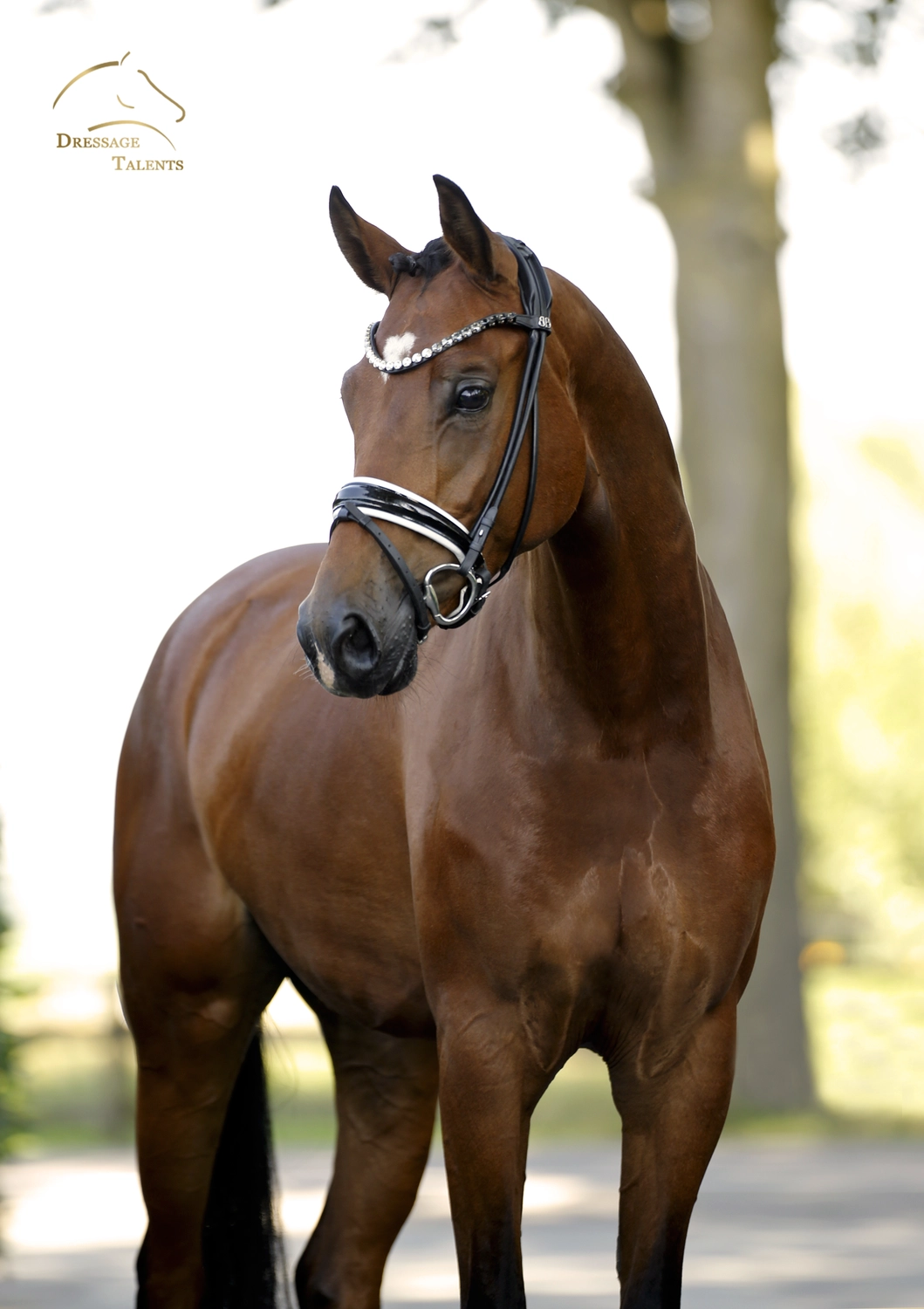 Dressurtalente - Fotografie - Pferd Vive Belle