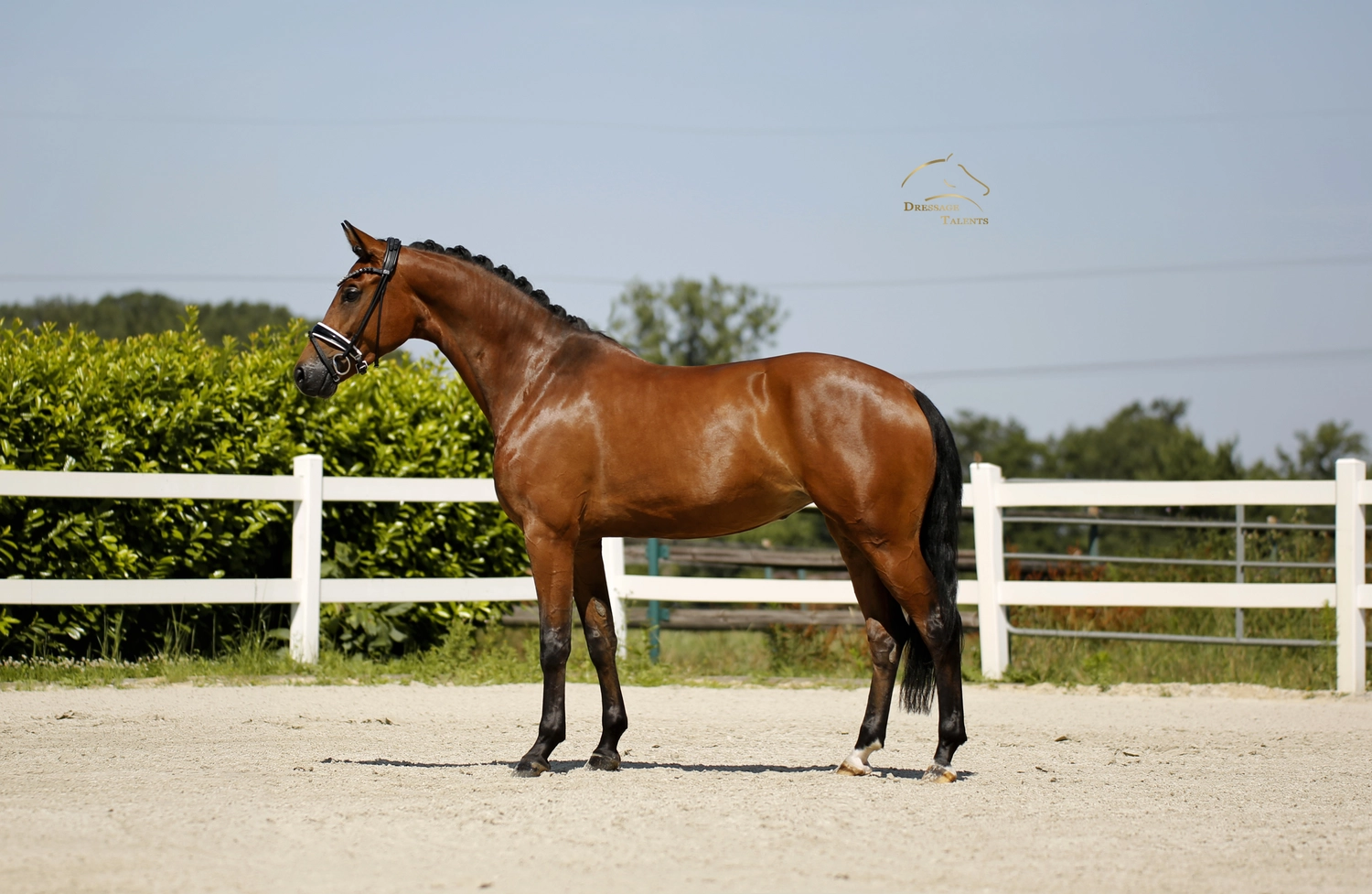 Dressurtalente - Fotografie - Pferd Vive Belle