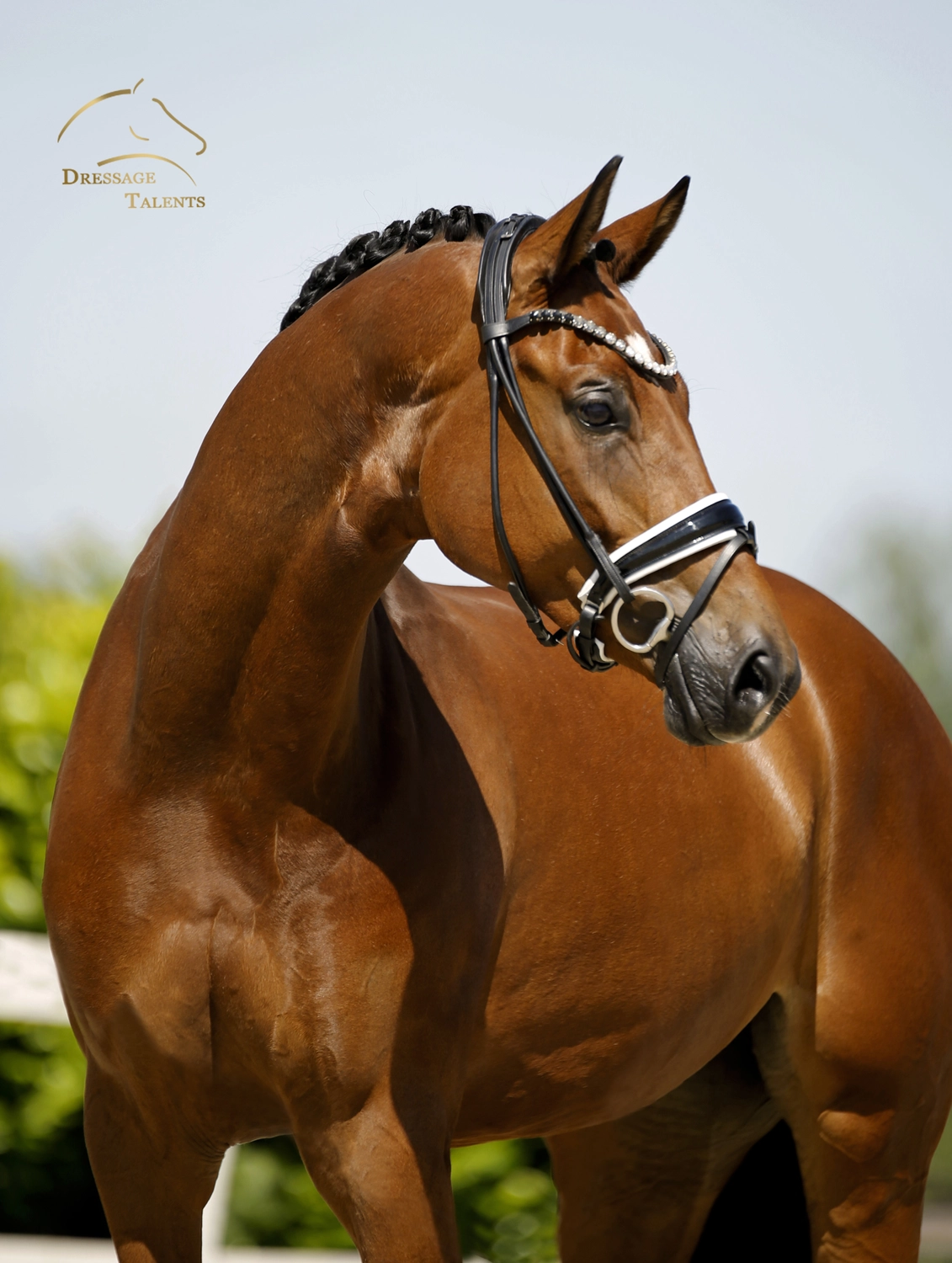 Dressurtalente - Fotografie - Pferd Vive Belle