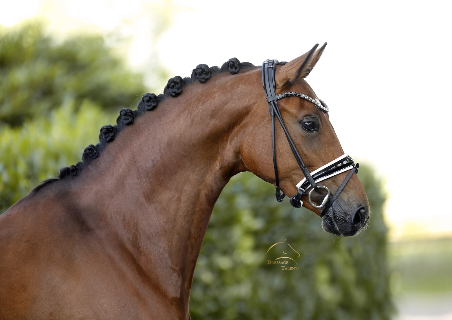 Dressurtalente - Fotografie - Pferd Vive Belle