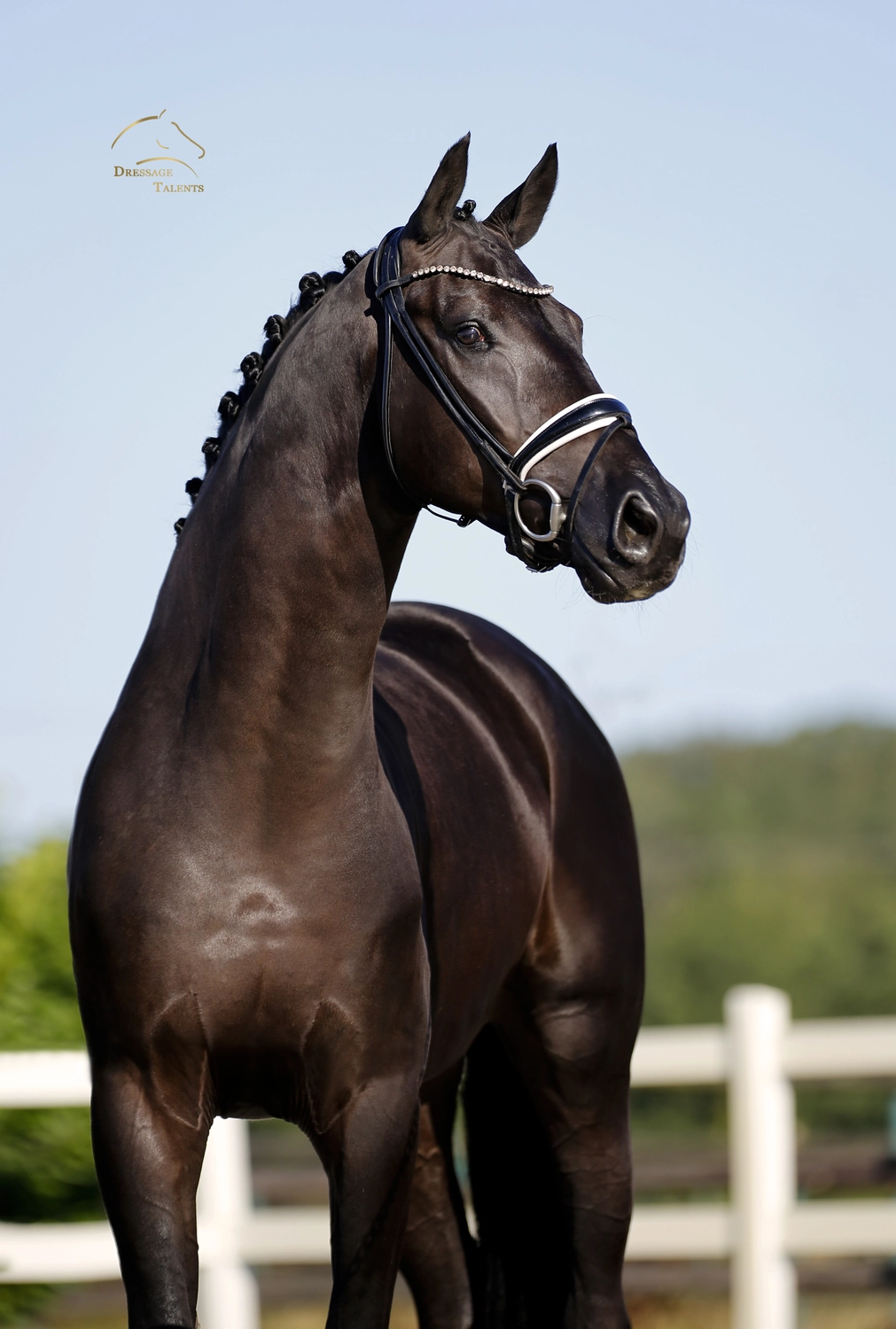 Dressage Talents – Fotografie – Pferde shezaan
