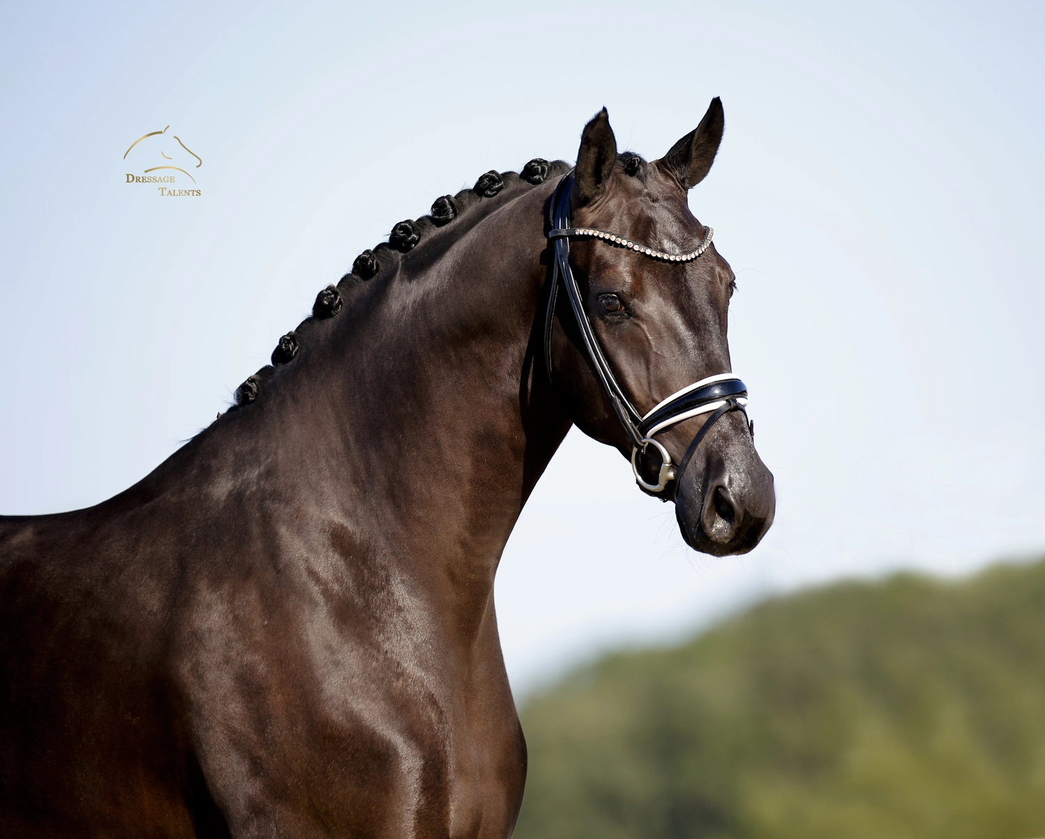 Dressurtalente - Fotografie - Pferd Vive Belle