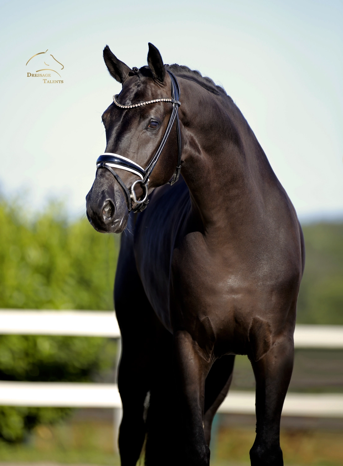 Dressurtalente - Fotografie - Pferd Vive Belle